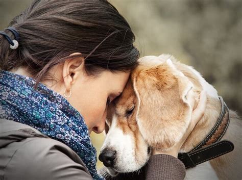Why Are Dogs So Loyal? The Scientific Explanation | All Things Dogs