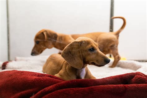 Pet City closes in Fort Collins ahead of ban on sales of dogs and cats