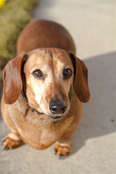 Miniature doxie - assistpoliz