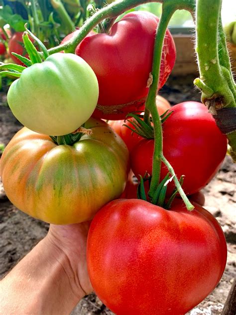 mexiko | tomatland.ru