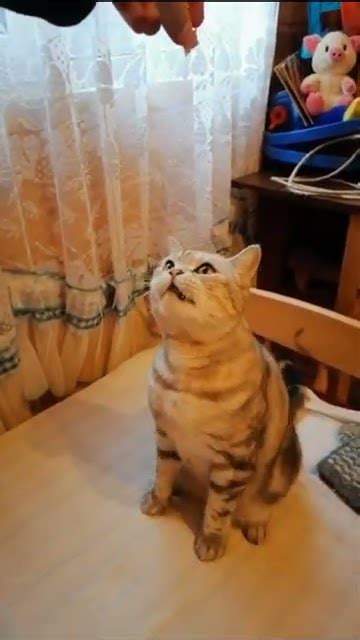 Кот-попрошайка | #shorts #animals #cat #catlover #kitty #catlife - YouTube