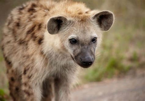 What Do Hyenas Eat? (Diet & Facts)