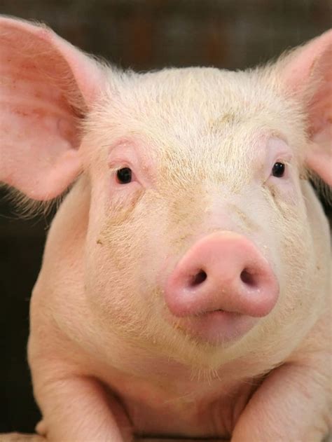 what wild animal looks like a pig 10