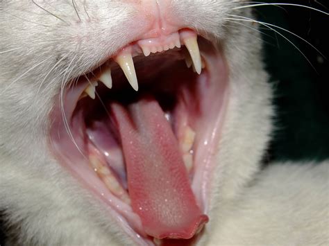 Cat Teeth