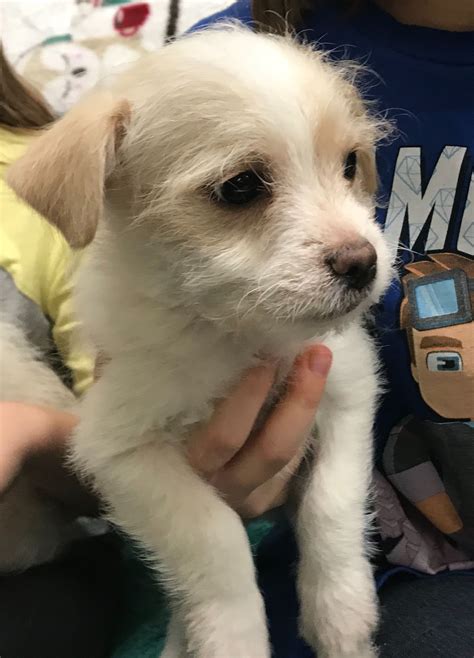 green bay craigslist pets 6