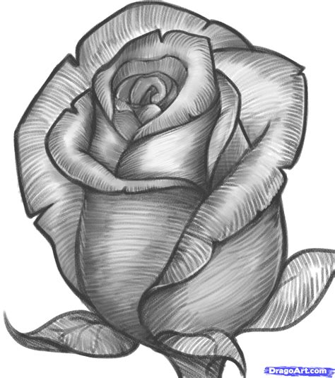 Drawings Of Roses - Cliparts.co