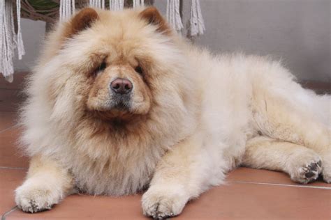 Chow-Chow : caractère, éducation, adoption | Magazine zooplus