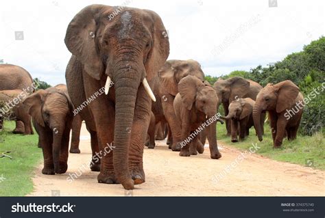 Female Matriarch Elephant Mother Leads Her Stock Photo 374375740 ...