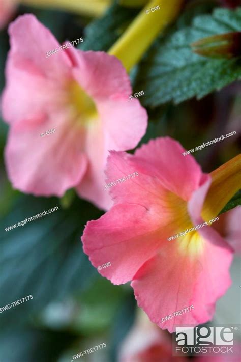 ACHIMENES 'PEACH GLOW', Stock Photo, Picture And Rights Managed Image ...