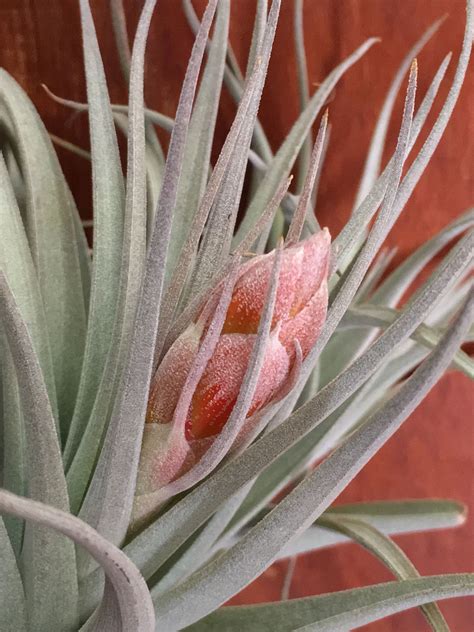 tillandsia recurvifolia var subsecundifolia  dorian fourie