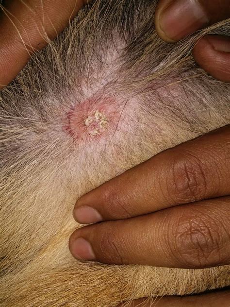 Ringworm in Cats: How to Spot, Treat, and Prevent