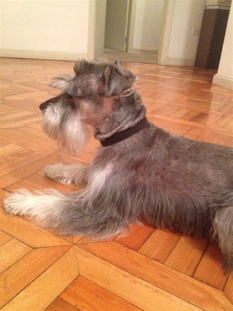 Adorable Miniature Schnauzer Not Amused