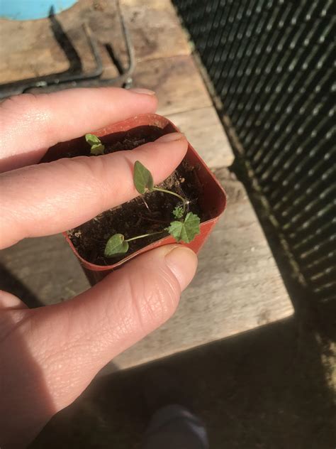 What are these seedlings with heart shaped leaves that are growing? : r