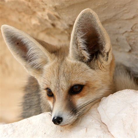 Adopt a Fennec Fox | Plush & Certificate Gift Kits