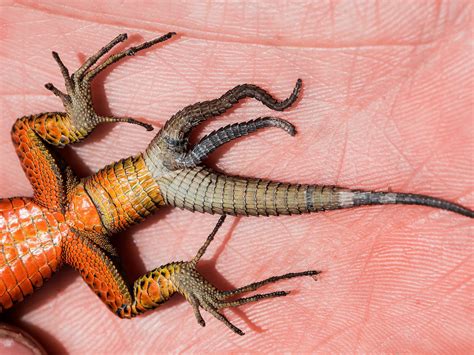 how do you lizard losing weight indoors 10