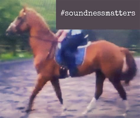 YOUR HORSE IS NOT SOUND — Calm Willing Confident Horses