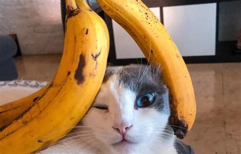 Могат ли котките да ядат банани - Котки - DogsAndCats.bg