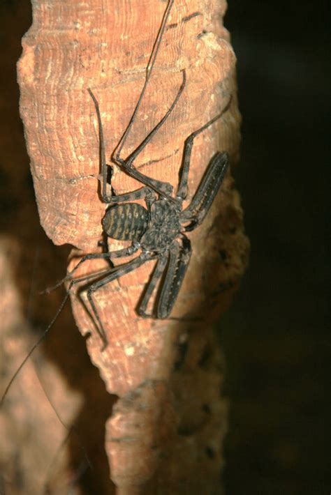Tailless whip scorpion by artbyjrc on DeviantArt