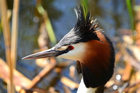 Birds With Hair | The Garden and Patio Home Guide