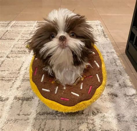 15 Photos Of Adorable Shih Tzu Puppies That Make Everyone's Heart Melt ...