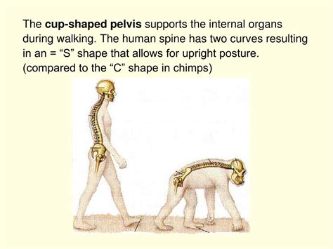 human evolution part  primates powerpoint