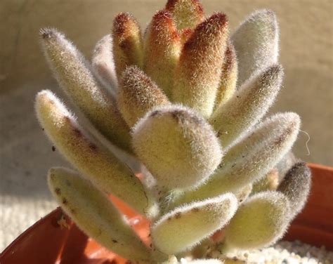 Kalanchoe Tomentosa chocolate Soldier - Etsy