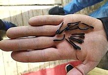 Flechette - Wikipedia