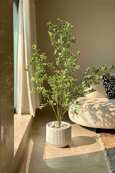 TALL PLANTS