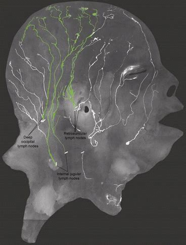 Distribution of Lymphatics | Ento Key