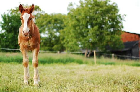 Horse Lifespan: Everything You Need To Know - Todays Equine