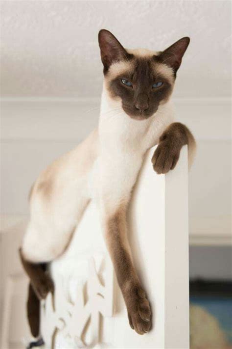 Siamsee cats aesthetic cat tattoo cats cat drawing cat wallpaper cat ...