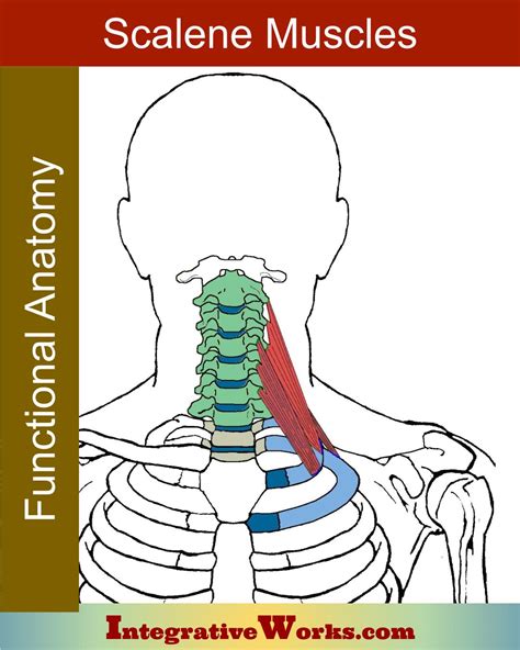 Scalene Muscles - Functional Anatomy - Integrative Works