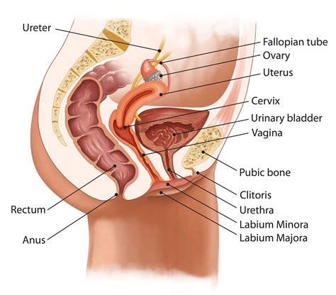anatomic model  female reproductive organ uterus vagina female womb