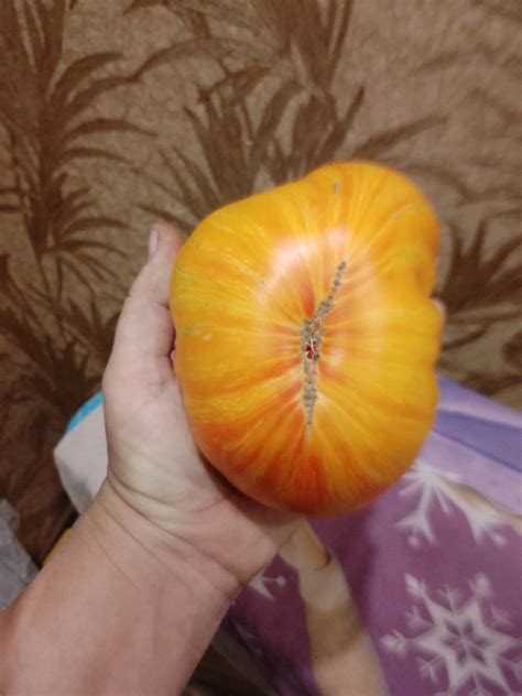 Томат Чудо Арканзаса: описание сорта, ОТЗЫВЫ (5), фото | tomatland.ru