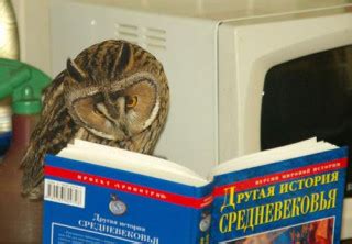 Умная сова: biblio_koshka — LiveJournal