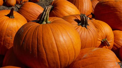 Pumpkin | Sobeys Inc.