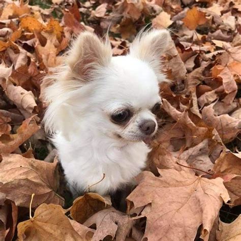 Cream long coat chihuahua in leaf | Chihuahua, Chihuahua dogs, Cute ...