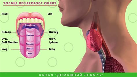 Посмотрите на свой язык! Узнайте о щитовидной железе ВСЕ! - Домашний ...