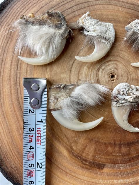 Real Snow Leopard Claws for Sale - Shaman Amulets Store