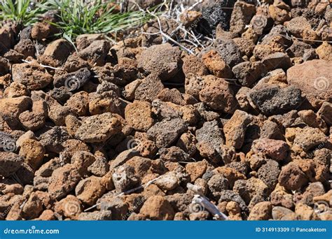 Camouflaged Horned Lizard Hiding in Volcanic Scoria Stones Stock Image ...