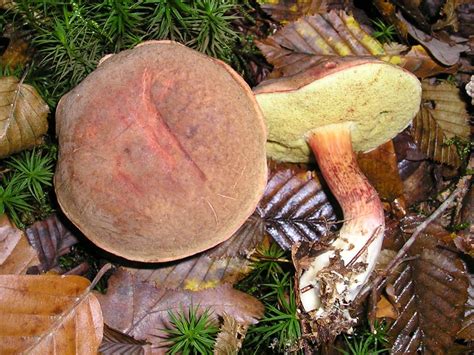 Xerocomellus pruinatus: The Ultimate Mushroom Guide