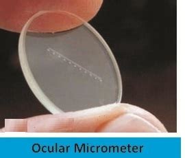 ocular micrometer   price  mumbai maharashtra asiad
