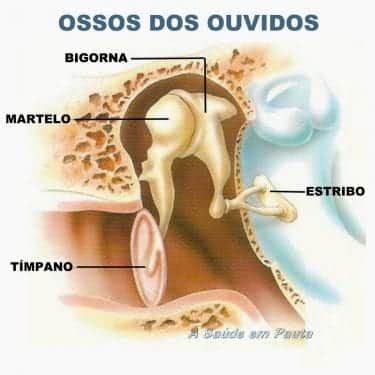 O Estribo E O Menor Osso Do Corpo Humano