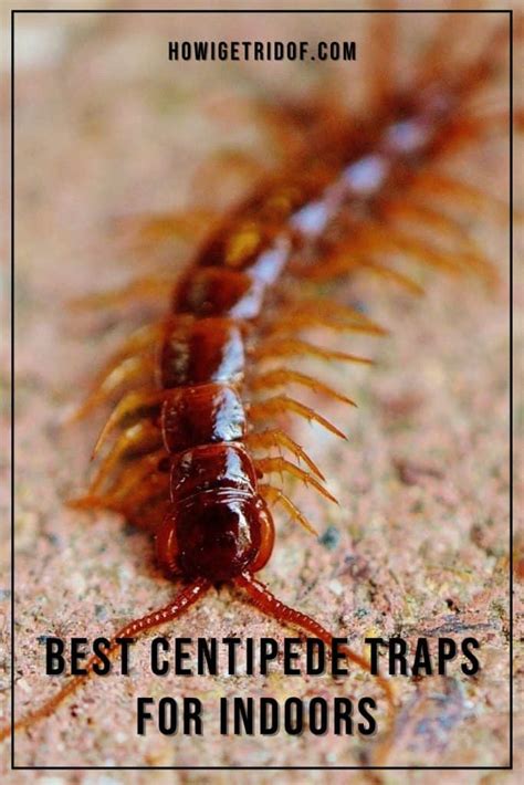 Best Centipede Traps For Indoors - How I Get Rid Of