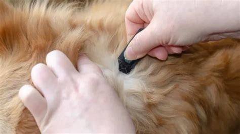 Можно ли помыть кошку после обработки от блох? | AnimalExpert.ru