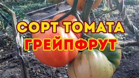Сорт томата Грейпфрут биколор! Обзор томата - YouTube