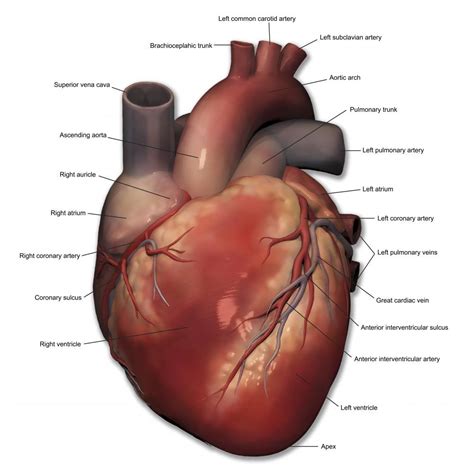 Anterior Human Heart Anatomy Labeled Wall Decal - WallMonkeys.com