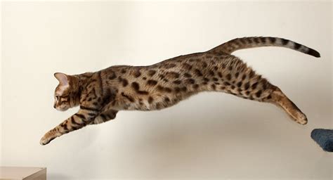 Jumping Bengal Cat Free Photo Download | FreeImages