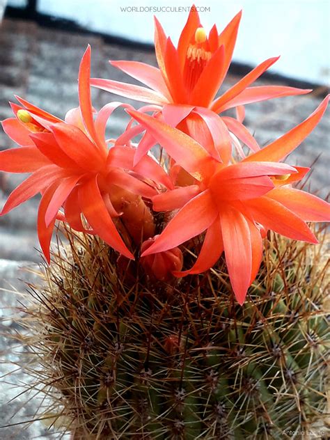 Matucana celendinensis - World of Succulents