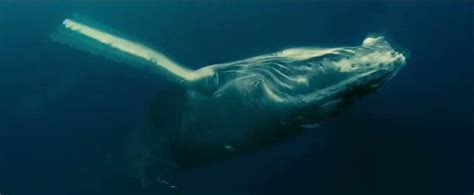 Океаны (2009) — Океаны. Трейлер на английском языке — Фильм Про